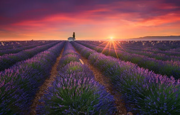 Picture field, summer, the sun, light, lavender