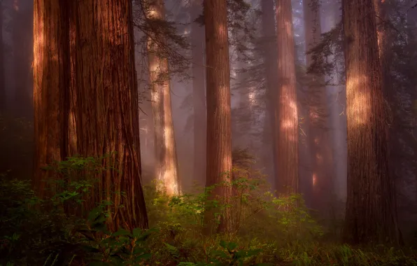 Picture forest, Nature, haze, USA, Sequoia, Redwood Grove, Northern California