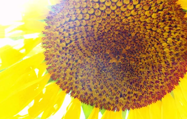 Picture background, The sun, sunflower, cover