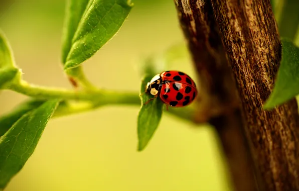 Picture leaves, ladybug, branch, Ladybug, leaves, ladybug, branch, ladybird