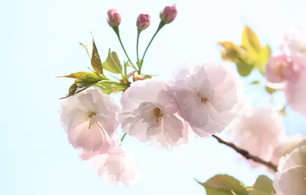 Picture the sky, flowers, cherry, branch, spring, petals, Sakura, flowering