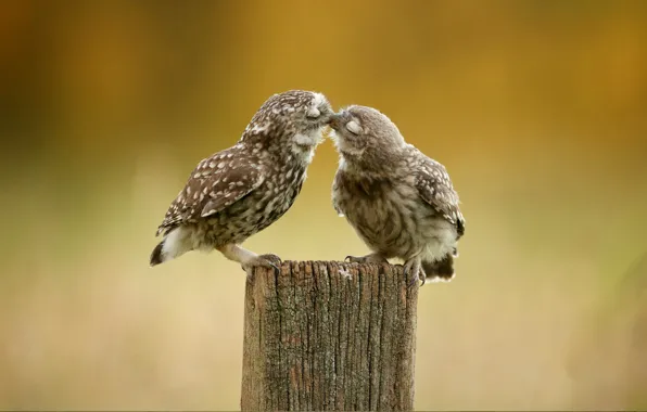 Picture birds, owl, kiss, feathers