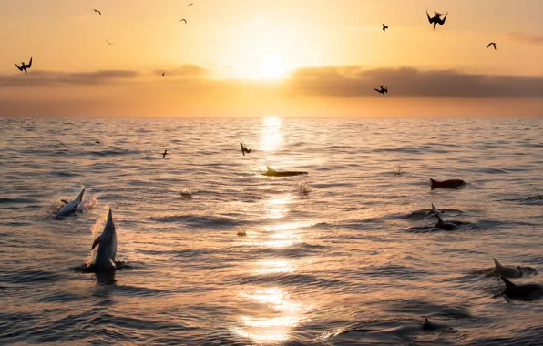 Picture sea, the sky, birds, dawn, horizon, dolphins