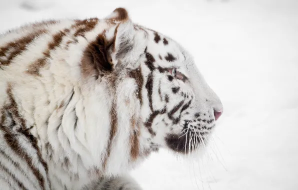 Picture winter, face, profile, white tiger, wild cat