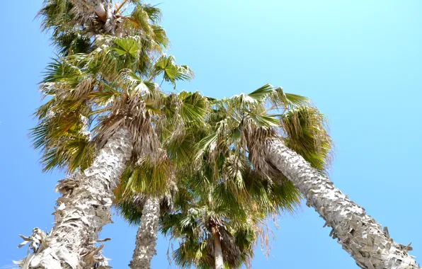Picture palm trees, CA, USA, Los Angeles, Santa Monica