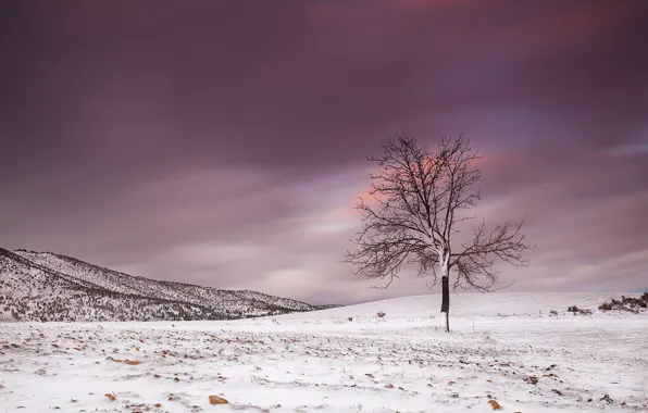 Picture winter, field, landscape, tree