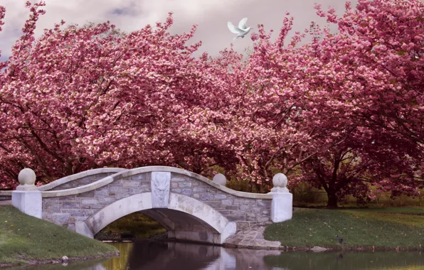 Picture trees, bridge, Park, river, spring, garden, flowering, pink, blossom, park, spring