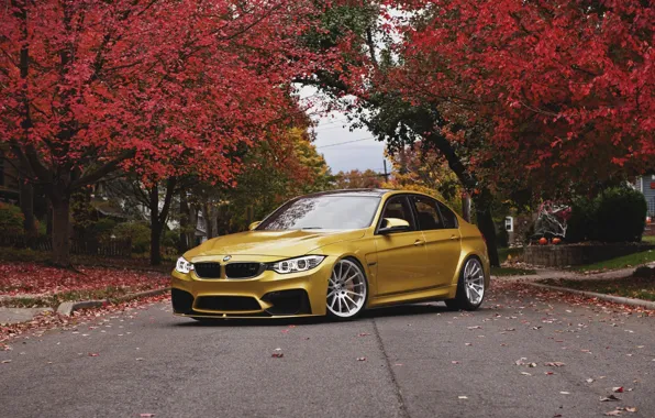 Picture autumn, BMW, BMW, wheels, front, autumn, face, angel eyes, F80