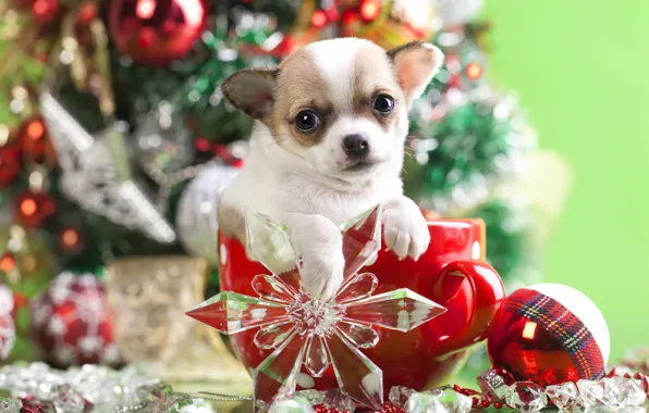 Picture decoration, dog, ball, mug, puppy, snowflake, doggie, Chihuahua