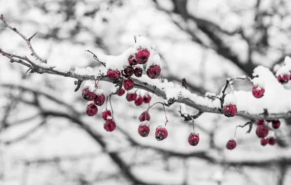 Picture cold, ice, winter, macro, snow, berries, branch