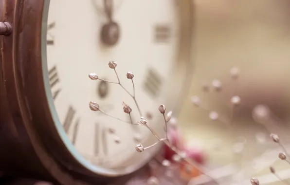 Picture flowers, watch, focus, branch, small