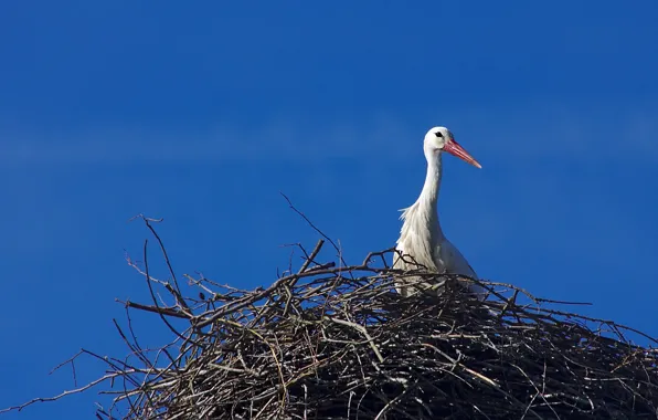 Picture the sky, nature, bird, socket, stork