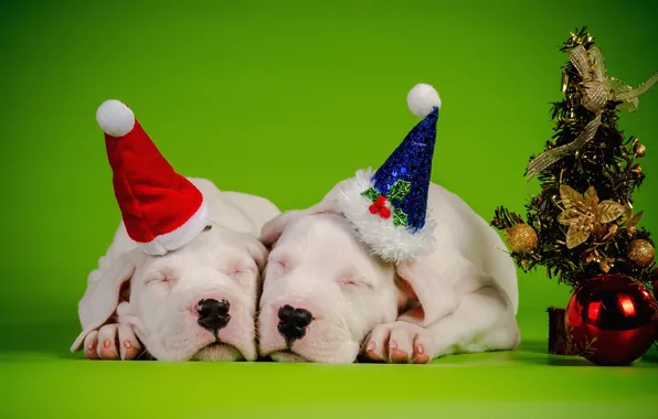 Picture dogs, decoration, new year, pair, Background, tree, sleep, caps