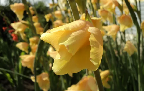 Picture flower, yellow, gladiolus