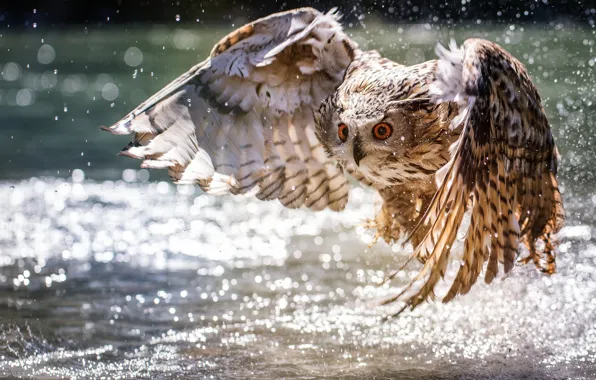 Picture water, owl, wings, the rise, bokeh