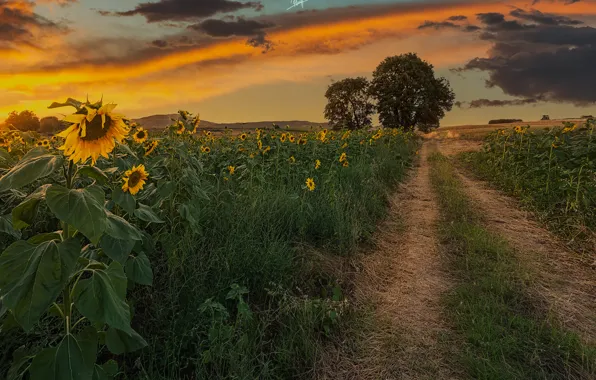 Picture trees, sunflowers, nature, field, the evening