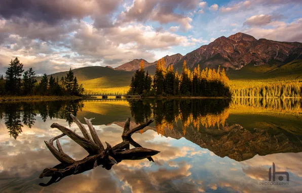 Picture forest, light, mountains, lake, morning, Canada, Albert, snag, Jasper national Park, Pyramid Lake