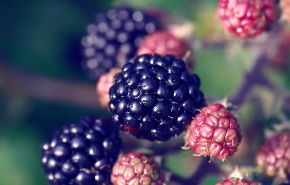 Picture plant, berry, BlackBerry