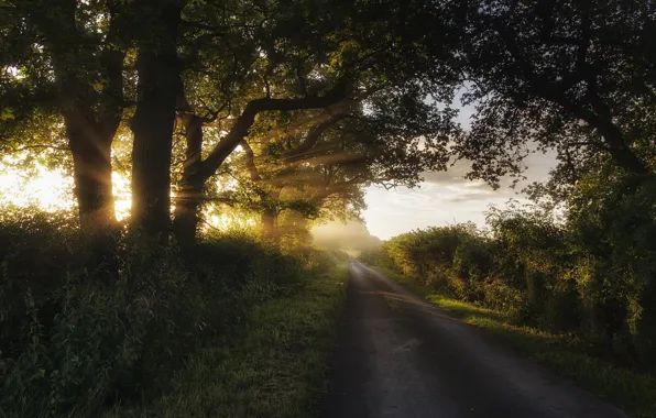 Picture road, light, landscape, morning