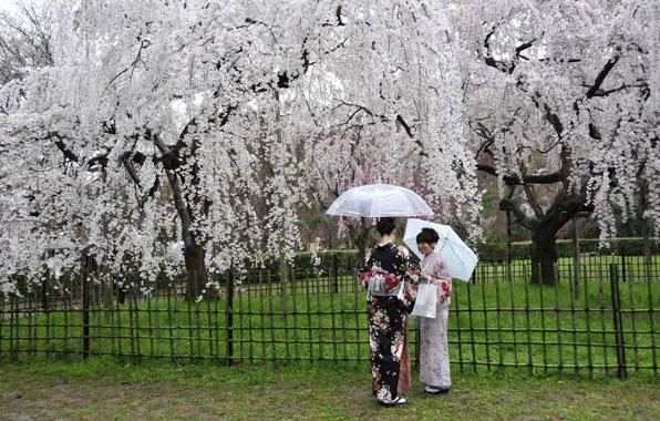 Picture umbrella, Sakura, kimono, Japanese women