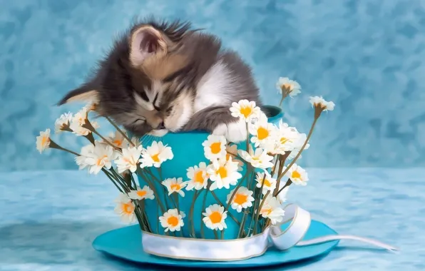 Picture flowers, kitty, photo, Cup
