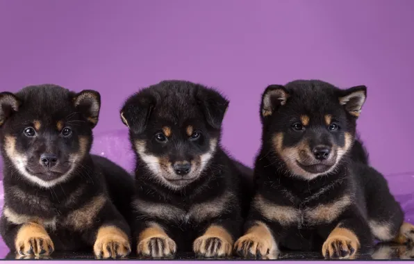 Picture puppies, trio, Akita