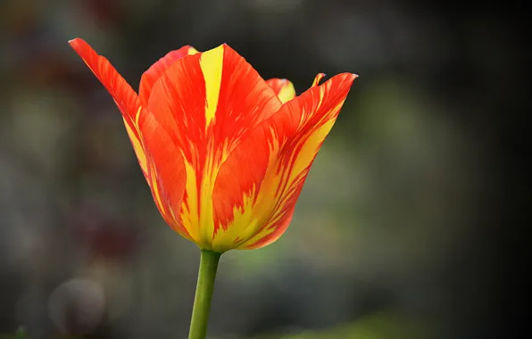 Picture Spring, Spring, Orange Tulips, Orange Tulip