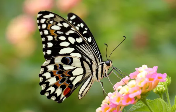 Picture flower, butterfly, wings