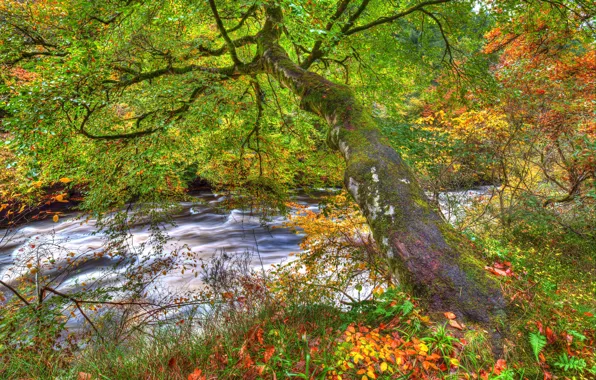 Picture autumn, forest, leaves, branches, stream, tree, moss, HDR, Scotland, Clyde Valley Woodlands, kossty