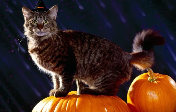 Picture cat, holiday, pumpkin, halloween