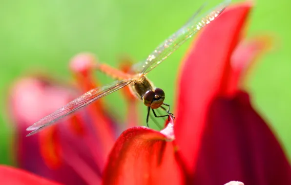 Picture flower, paint, dragonfly, petals, insect