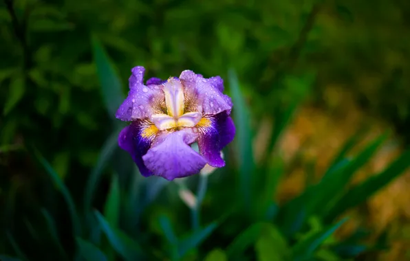 Picture drops, petals, iris