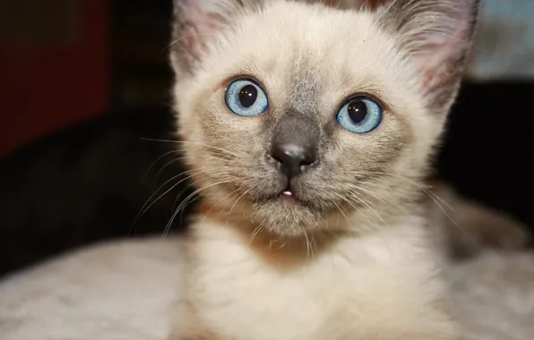 Picture cat, eyes, blue