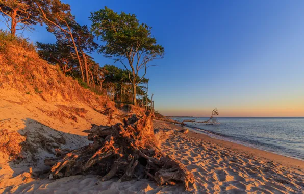 Picture sand, sea, trees, dawn, shore, Germany, Mecklenburg-Vorpommern