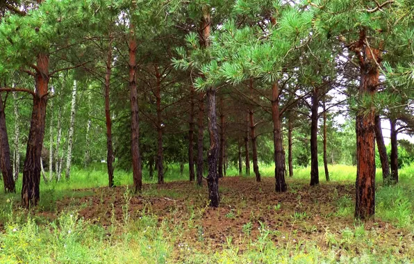 Picture forest, summer, glade, bumps, Pine, Siberia