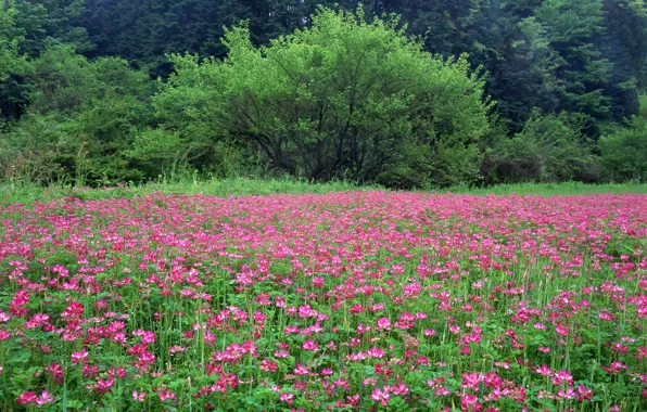 Picture field, forest, trees, flowers