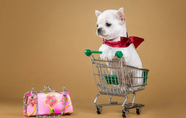 Picture puppy, handbag, truck, Chihuahua