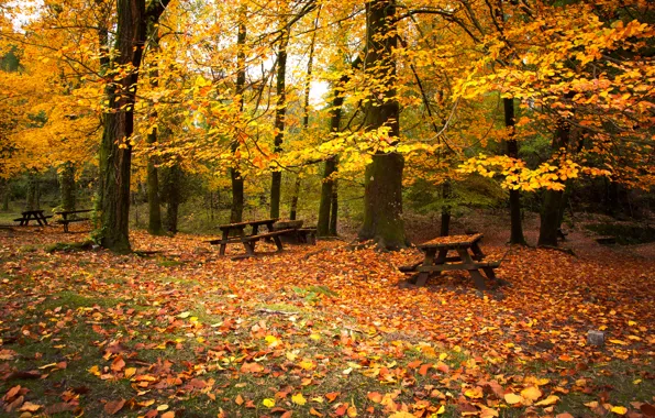 Picture autumn, forest, trees, foliage, benches
