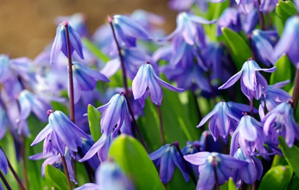 Picture macro, blue, spring, primrose, Scilla