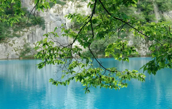 Picture mountains, lake, branch, Montenegro