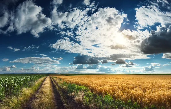 Picture the sky, clouds, field, horizon, track, ears, plantation