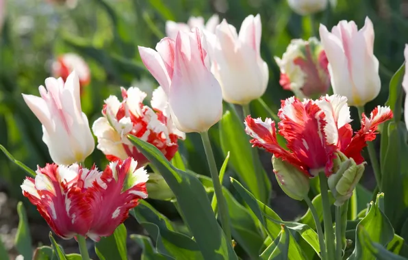 Picture white, flowers, pink, tulips