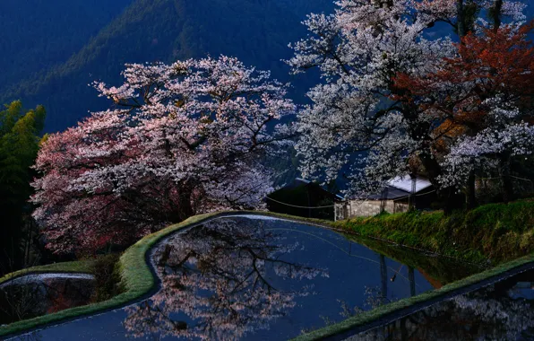 Picture flowers, tree, pool, Japan, Sakura