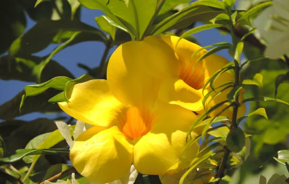 Picture summer, tropics, Island, Vietnam, yellow flowers