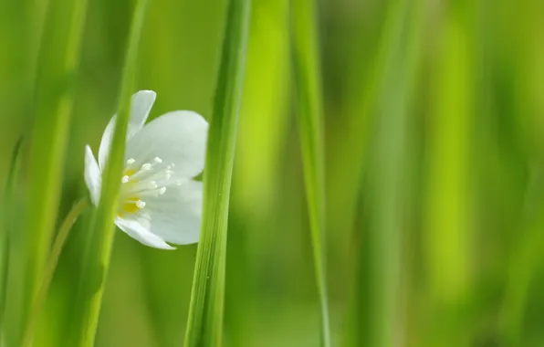 Picture white, flower, grass, macro