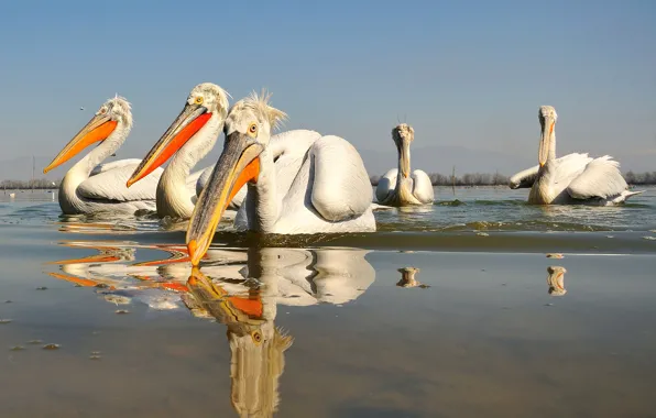 Picture water, birds, reflection, beak, Pelican