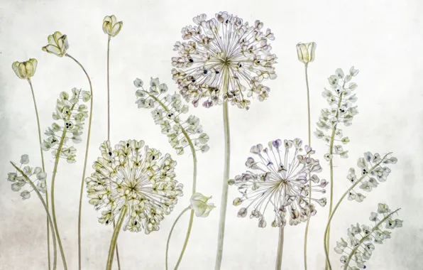 Picture macro, style, herbarium, Allium