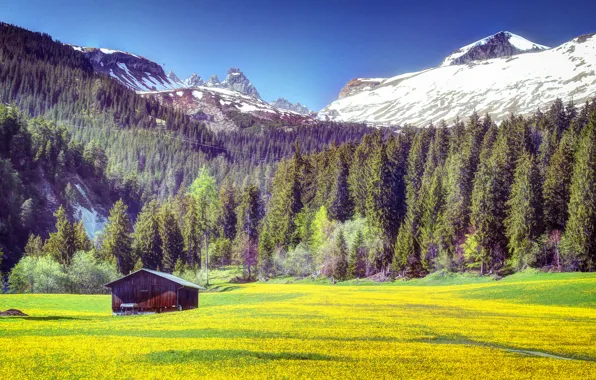 Picture field, forest, grass, trees, flowers, mountains, yellow, house