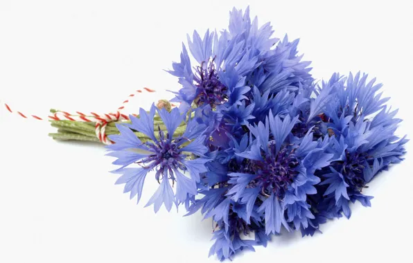 Picture flower, blue, blue, bouquet, white background, cornflower, cornflowers, bluet, cornflower, cenraurea