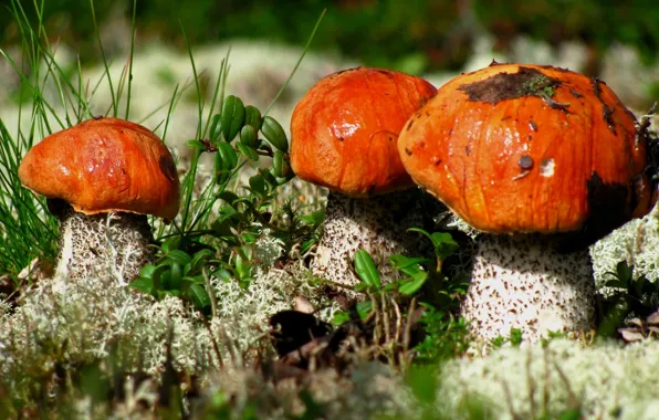 Picture macro, mushrooms, aspen